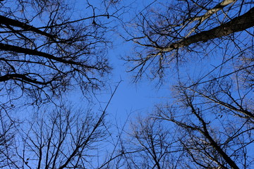 crowns of trees against a blue sky