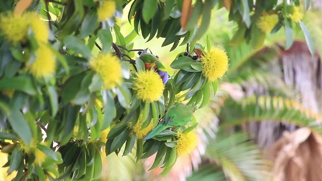 yellow flowers of the golden penda tree (Xanthostemon chrysanthus)&nbsp;and rainbow lorikeet  in spring early summer Gold Coast Australia Queensland