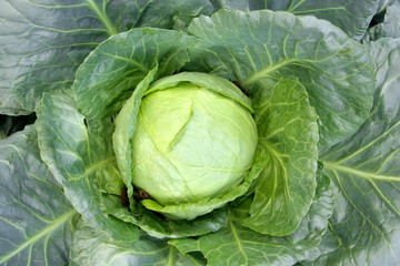 Obraz premium a cabbage in field