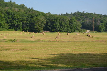 Round hay bales in a field