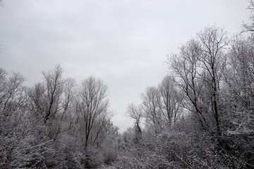 Obraz na płótnie Canvas Nature in winter