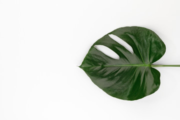 monstera leaf leaves tropical plant botanical nature floraltop view with copy space for your text. flat lay. 