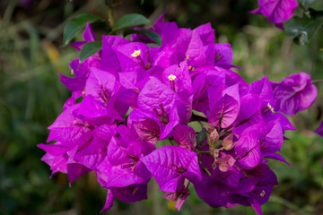 Beautiful close up violet flower at the foot of Gede Pangrango Mountain