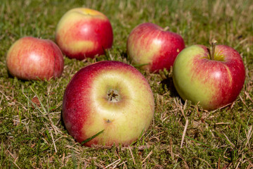 Äpfel, Apfel Fallobst