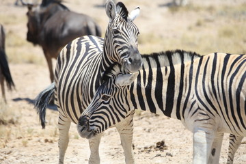 Fototapeta na wymiar Zebras kuscheln