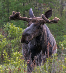 Naklejka na ściany i meble Close up of expressive face of Bull Moose in Algonquin Park 