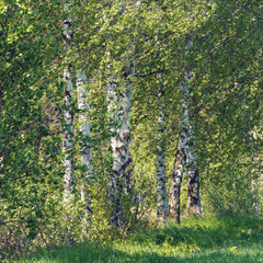 Fototapeta premium beautiful birch tree in spring countryside, rural landscape, tranquil scene in sunny day