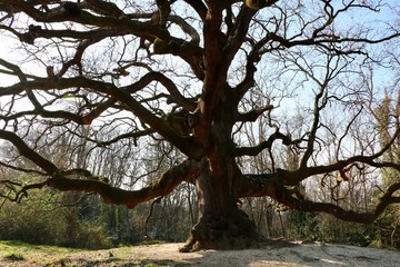 Pinocchio tree, Tuscany 
