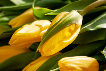 Pąki żółtych tulipanów