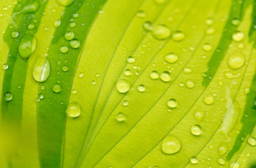 macro water drops on green plant leaf for natural background, beautiful wallpaper for backdrop use, green spring concept