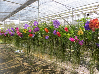 geranium plants in a greenhouse