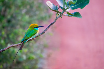 colorful bee-eater in Udawalawe national park, sri lanka