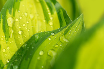 Naklejka premium macro water drops on green plant leaf for natural background, beautiful wallpaper for backdrop use, green spring concept