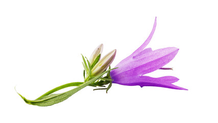Seasonal plant: blooming bell closeup isolated on white background