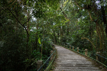 Fototapeta na wymiar Scenic pathway in the middle of the wood of Gede Pangrango Mountain
