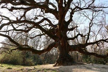 Fototapeta na wymiar Pinocchio tree, Tuscany 