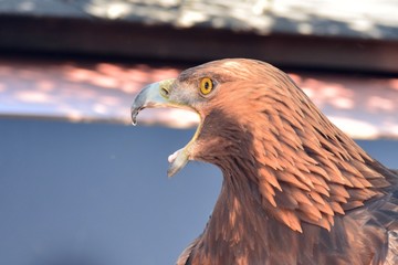 Aguila real con el pico abierto