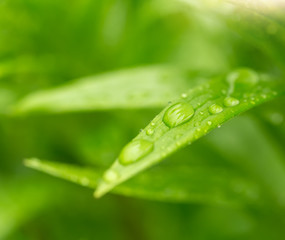 macro water drops on green plant leaf for natural background, beautiful wallpaper for backdrop use, green spring concept