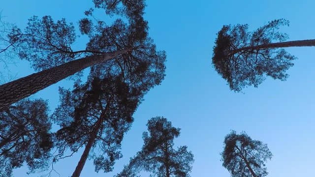 Old pines (pinery) sway in the wind against the evening sky. Tree trunks swaying, hissing branches in the branches. Dusk. Windy evening, evening breeze. Early spring