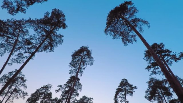 Old pines (pinery) sway in the wind against the evening sky. Tree trunks swaying, hissing branches in the branches. Dusk. Windy evening, evening breeze. Early spring