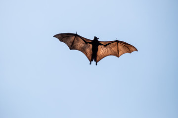 Clear shot of a single flying fox