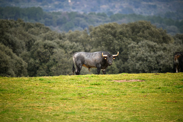 toro en ganaderia