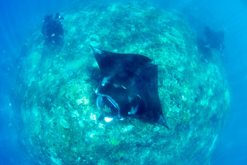 Incredible underwater world - Manta birostis in the Indian Ocean. Diving and wide angle underwater photography. Bali, Indonesia.