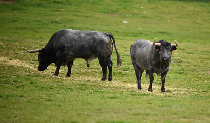 toro en ganaderia