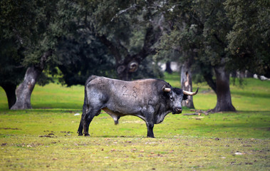 toro en ganaderia