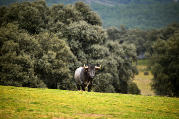 toro en ganaderia
