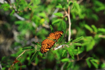 Chara Checkerspot with wings exposed in the Coronado National Forest. 