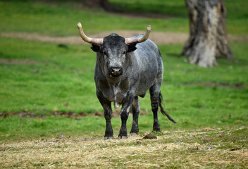 toro en ganaderia