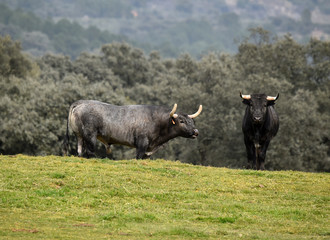 toro en ganaderia
