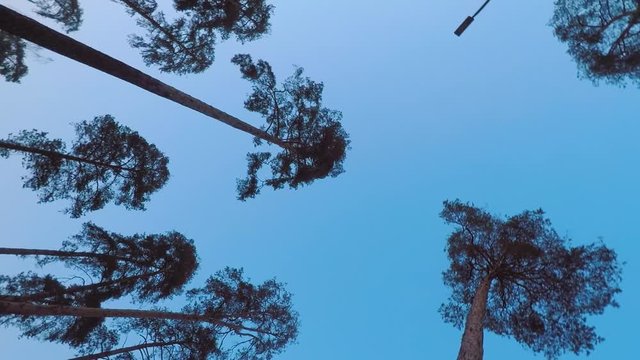 Old pines (pinery) sway in the wind against the evening sky. Tree trunks swaying, hissing branches in the branches. Dusk. Windy evening, evening breeze. Early spring