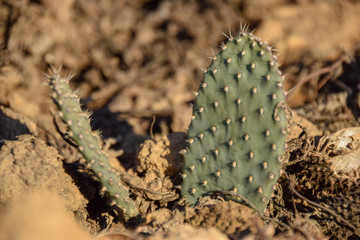 Cactaceae, Kaktus im Topf, Grün, resistent, cactuses, Kakteen