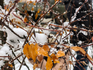 Sprig of a tree, leaves in the snow. Snow on the street of the city. The beginning of winter in...