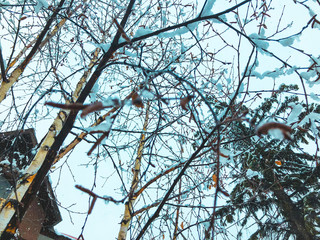 Snow covered trees in the snowfall. Winter noon in mountain ski resort Bakuriani