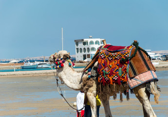 Camel on beach of Egypt on blue sky background.   