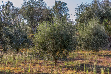 View of a field with olive trees, blue sky as background