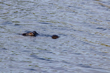 Alligator on the hunt