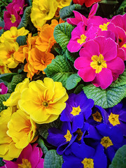 Blooming multi-colored pansy flowers in close-up as a floral background.