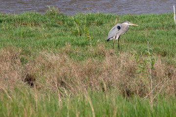 Great heron standing in a preserve