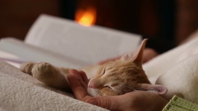 Woman hands read a book at the fireplace - holding her sleeping kitten head in her palm - close-up, camera slide