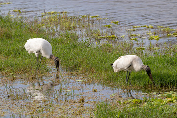 Two storks looking for next meal