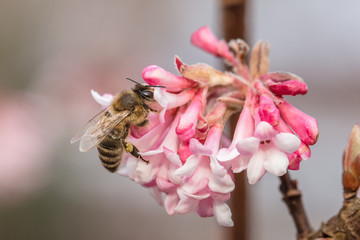 bienen