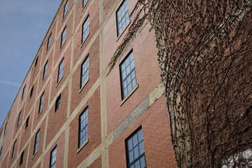 Ivy growing on the wall