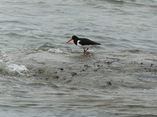 Huitrier pie marchant dans l'eau .