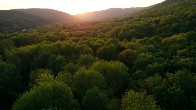 Aerial flyover view of lush forest at sunset / Susquehanna, Pennsylvania, United States