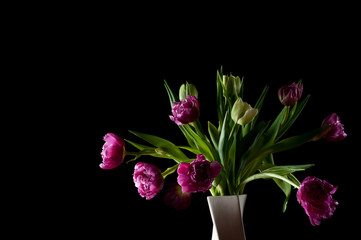 Bouquet of beautiful pink, green tulips in white vase against black backdrop. Selective focus. Artistic low key lighting setup. Spring, holiday, date, event, exclusive concept, for card. Copy space