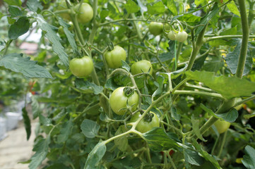 The tomato plants are planted by fertigation method. Fertilizers, nutrients and water are channelled through the small water pipes directly to each plant.